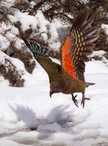 1493177_783637784986594_1690087570_n