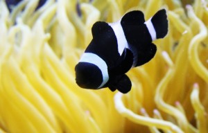 6892563270_4ea253ba4c_h