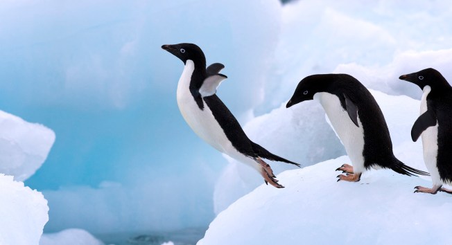 adelie-penguin-facts
