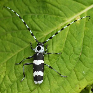 banded-alder-borer