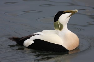 Blog eider drake