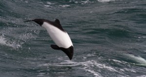 commerson-dolphin-drake-passage