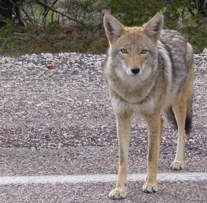 Coyote_arizona