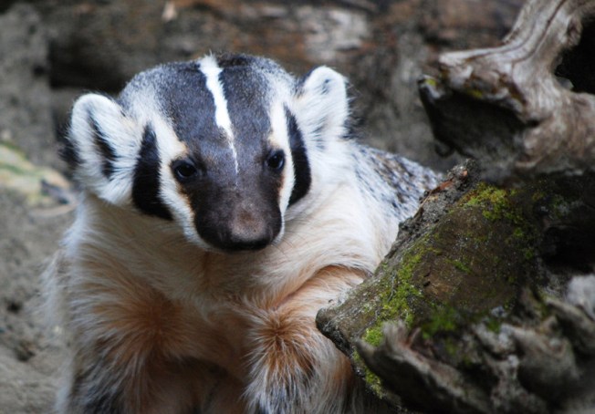 Cute_Badger_by_Lunagoldeneyes