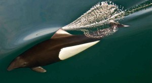 dalls-porpoise