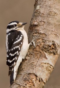Downy Woodpecker