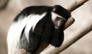 H_orig_colobus_monkey_branch_resting_gal