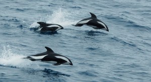 Hourglas_dolphin