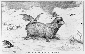 kea_sheep