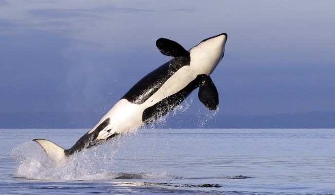 la-ol-orca-russia-olmpics-20140120-001