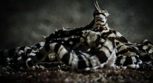 Mimic Octopus Wallpaper 1