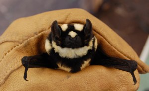 NiumbahaSuperbaLarge2