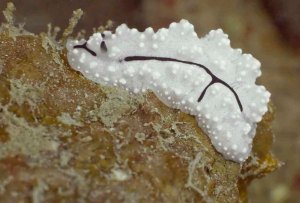 nudibranch_img_1985