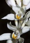 Phantom Orchid, Cephalanthera&nbsp;austiniae
