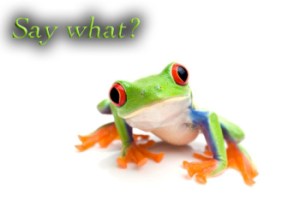 frog closeup on white