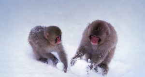 SnowMonkeys_EN-GB575382856