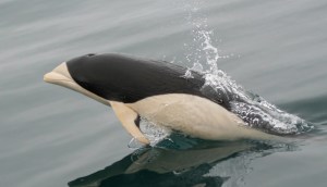 Southern Right Whale Dolphin
