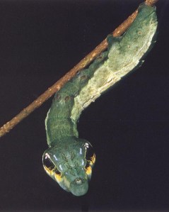 A caterpillar of the Deilephila elpenor species that is using Batesian Mimicry to imitate a tree snake.  Author unknown, original file name: bs-nat-Hawkmoth_Caterpillar-hab-ngs.jpg