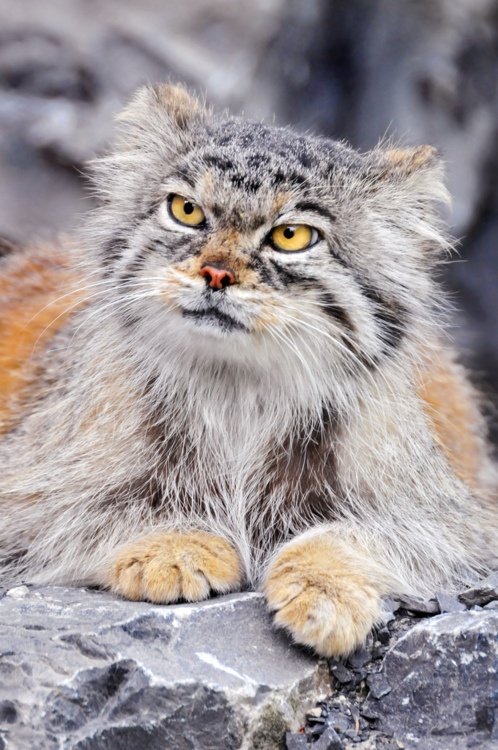 Pallas cat